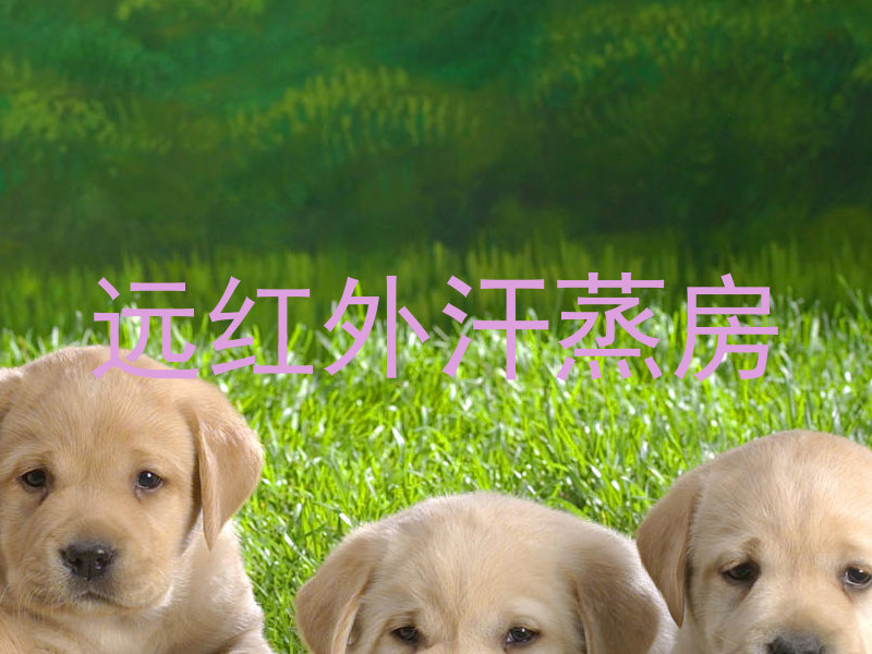 远红外汗蒸房