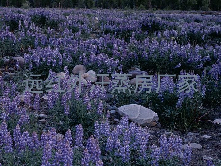 远红外汗蒸房厂家