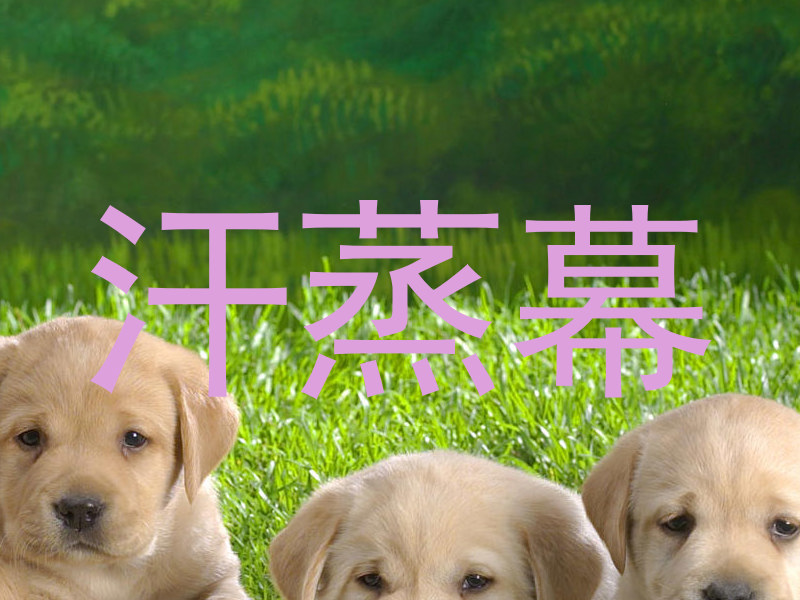 汗蒸幕