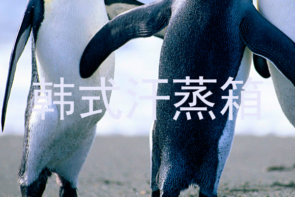 韩式汗蒸箱