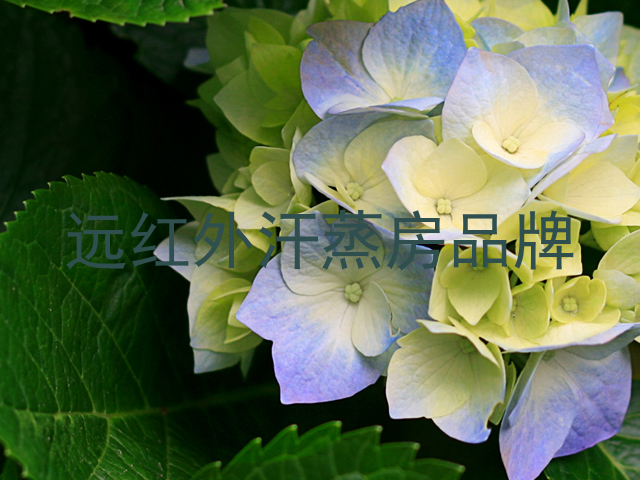 远红外汗蒸房品牌