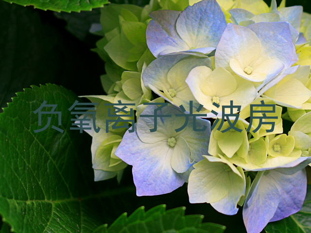 负氧离子光波房