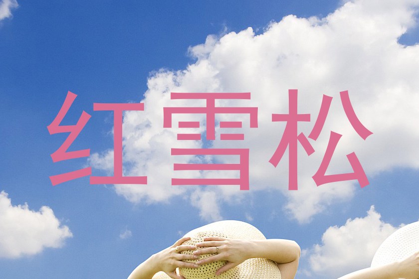 红雪松