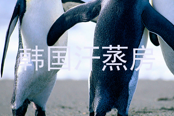 韩国汗蒸房