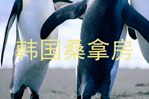 韩国桑拿房