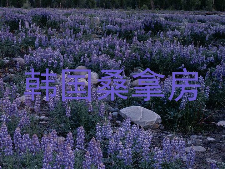 韩国桑拿房