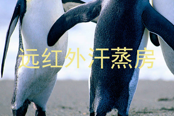 远红外汗蒸房