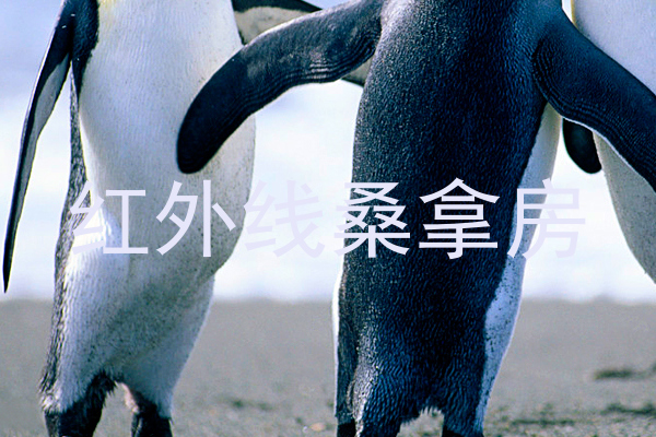 红外线桑拿房