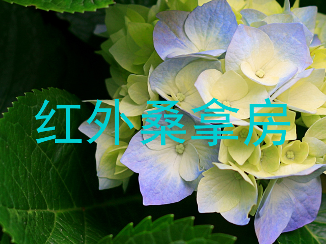 红外桑拿房