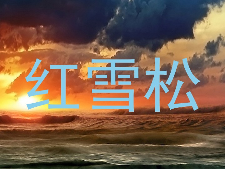 红雪松