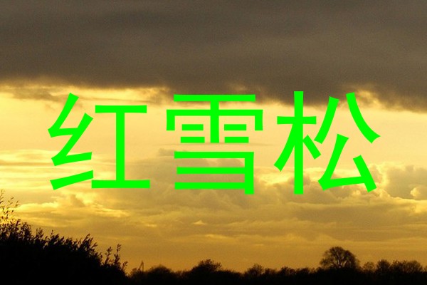 红雪松