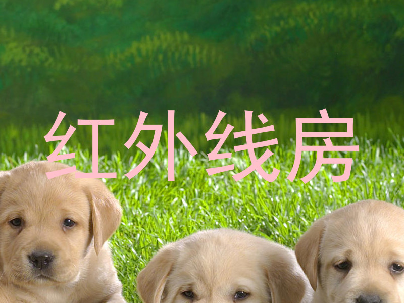 红外线房