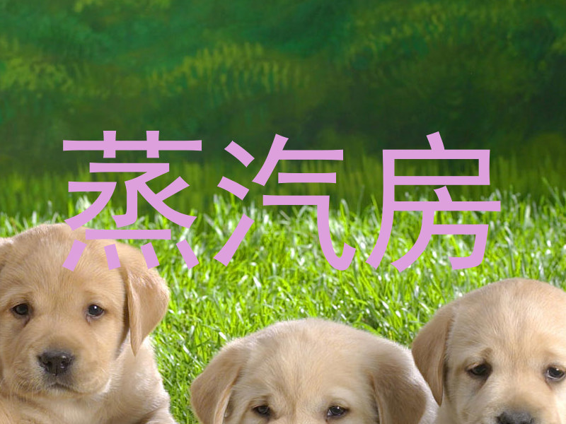 蒸汽房