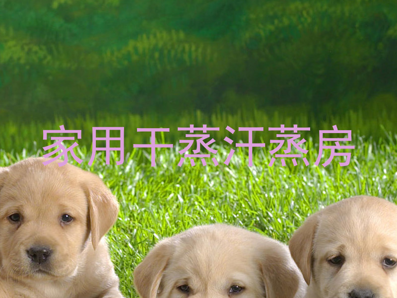 家用干蒸汗蒸房