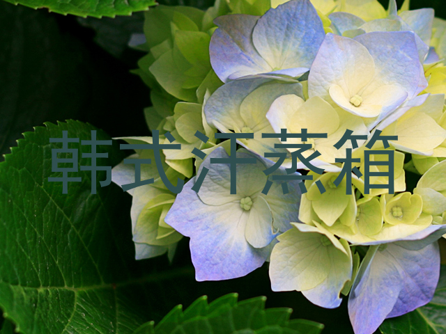 韩式汗蒸箱