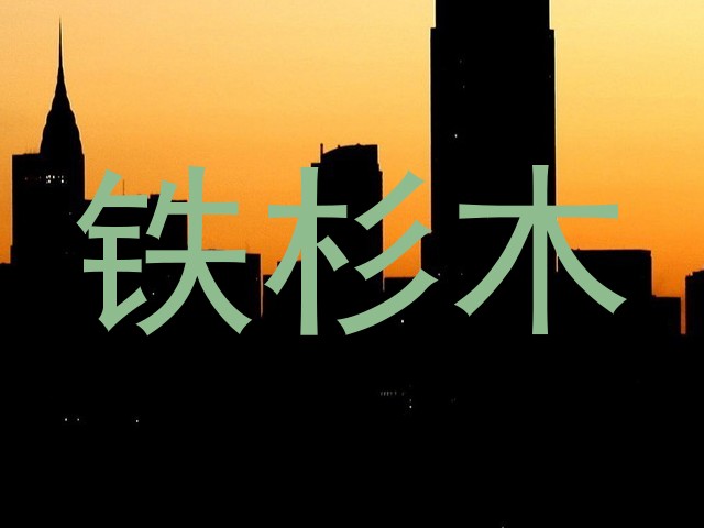 铁杉木