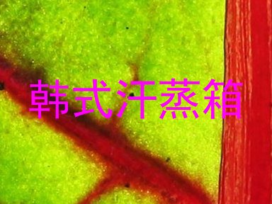 韩式汗蒸箱