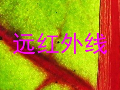 远红外线