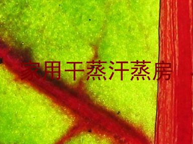 家用干蒸汗蒸房