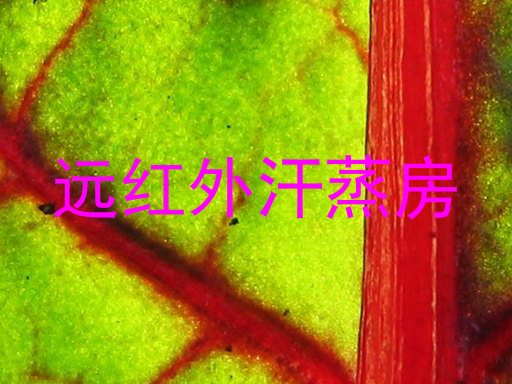 远红外汗蒸房