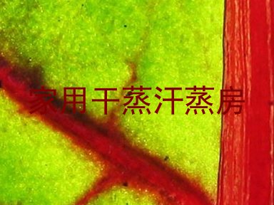 家用干蒸汗蒸房