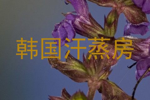 韩国汗蒸房