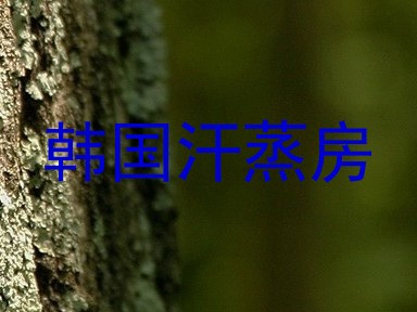 韩国汗蒸房