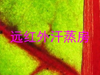 远红外汗蒸房