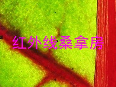 红外线桑拿房