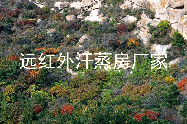 远红外汗蒸房厂家
