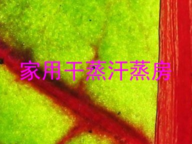 家用干蒸汗蒸房