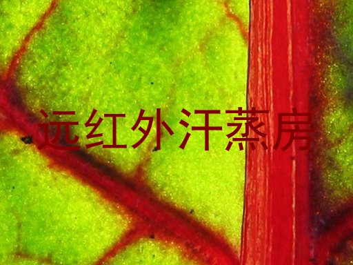 远红外汗蒸房